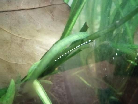 Was Fur Eier Konnten Das Im Aquarium Sein Tiere Fische Aquaristik Was Fur Eier Konnten Das Im Aquarium Sein Tiere Fische Aquaristik