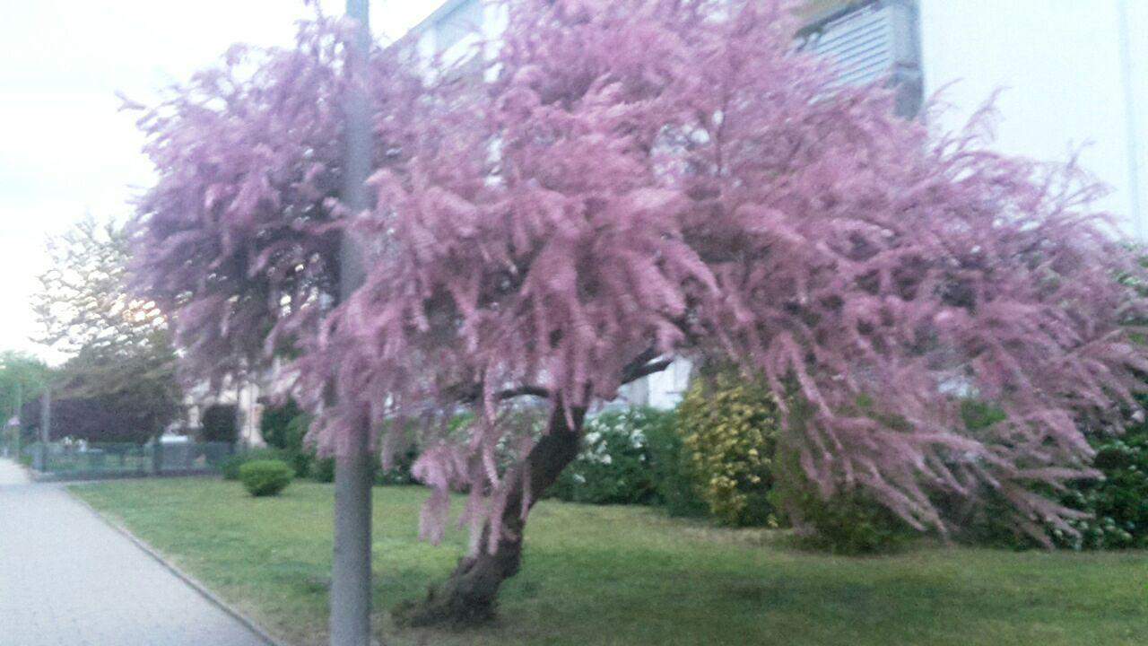 Was für ein Baum? Rosa Blüten? (Botanik, Frühling, baumbestimmung)