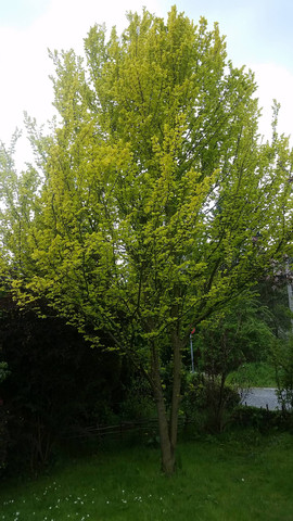 Baum - (Baum, Schädlinge, Blätter)
