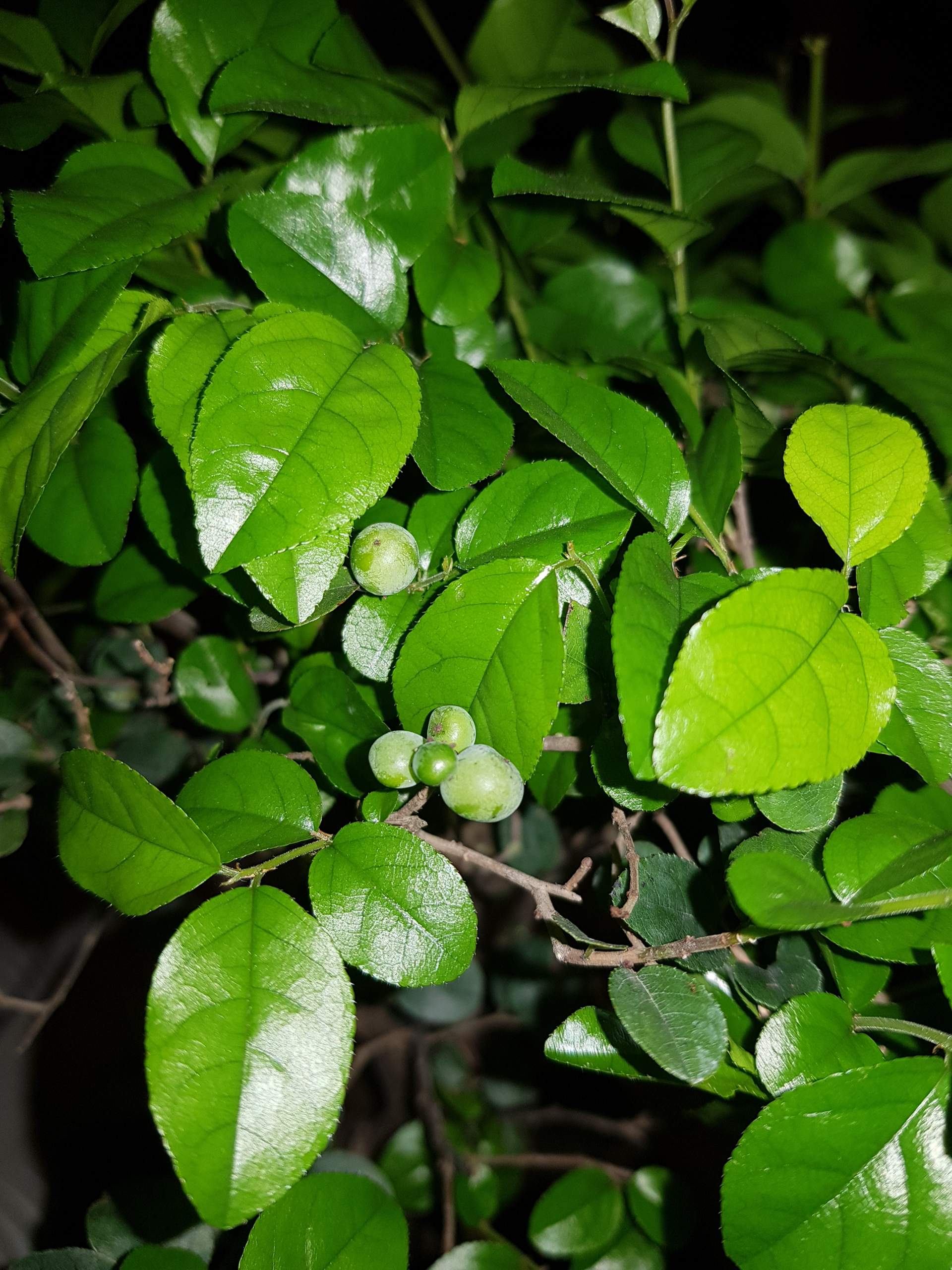 Was für ein Bonsai ist das?