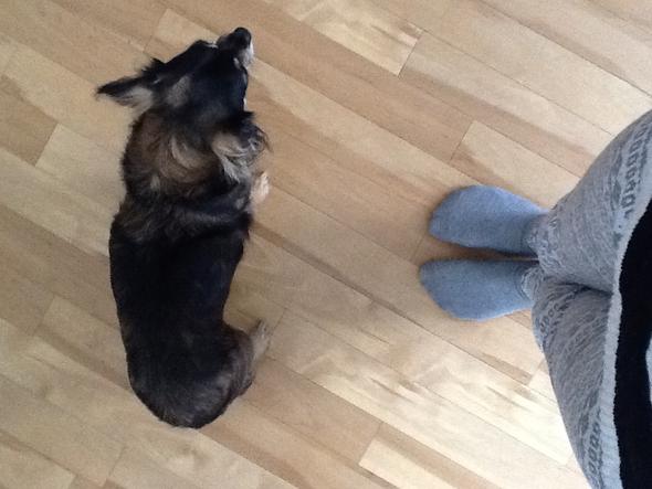 ??? - (Hund, Chihuahua, Mischling)