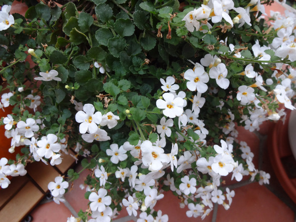 Was für ein Dauerblüher ist das? ? (Pflanzen, Garten, Blumen)