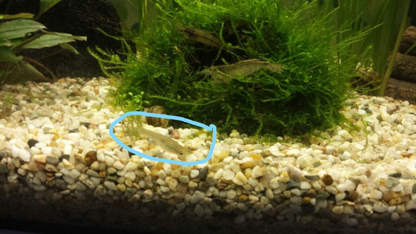 Was für ein Fisch ist das (Aquarium)? (Tiere, Fische, Aquaristik)