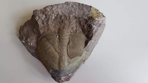 Was für ein Fossil könnte das sein?