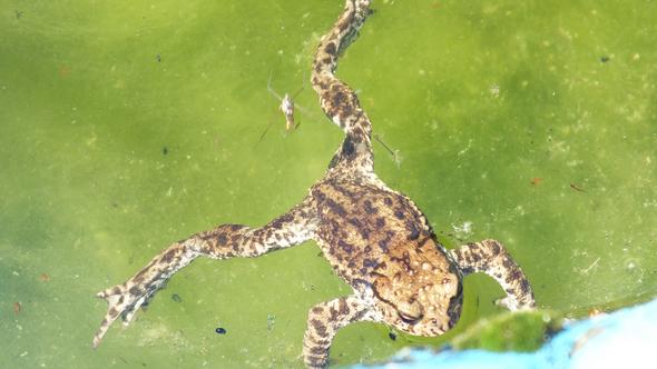 Frosch - (Tiere, Wasser, Teich)