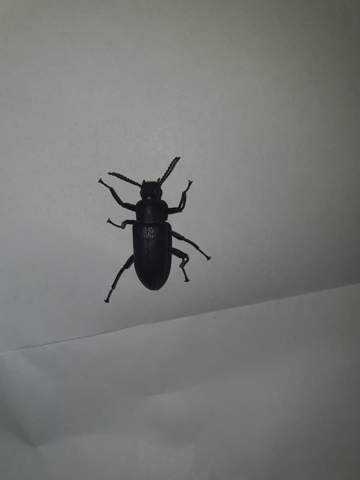Was für ein schwarzer Käfer kann das sein?