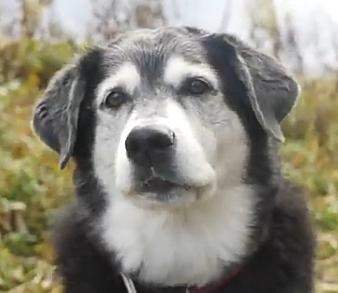 - (Tiere, Hund, Haustiere)