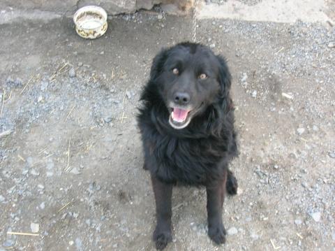 - (Tiere, Hund, Mischling)