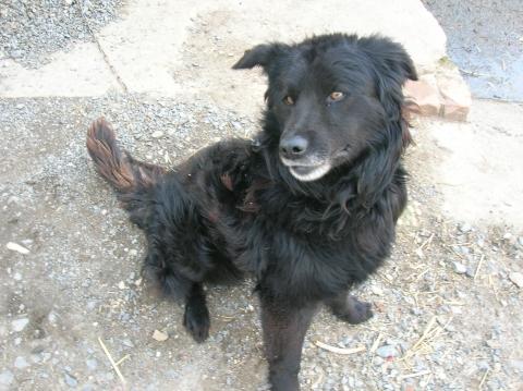 - (Tiere, Hund, Mischling)