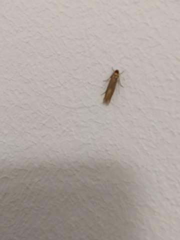 Was für ein Insekt ist das? (Insekten, Schädlinge, Ungeziefer)