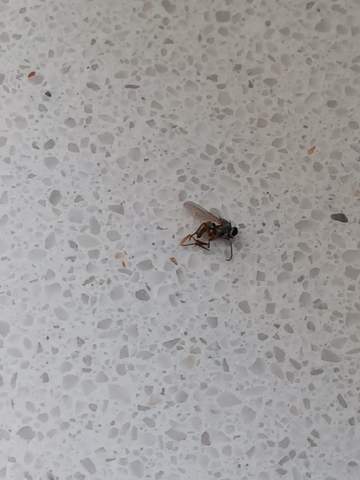 Was für ein Insekt ist das?