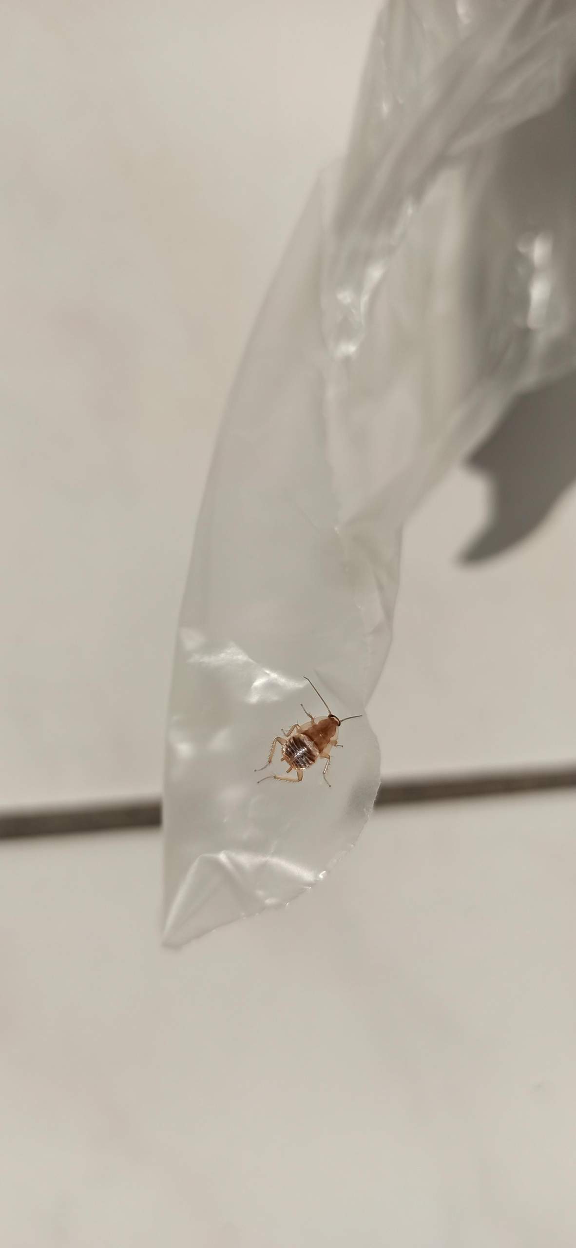 Was für ein Insekt ist das? (Insekten, Schädlinge, Ungeziefer)