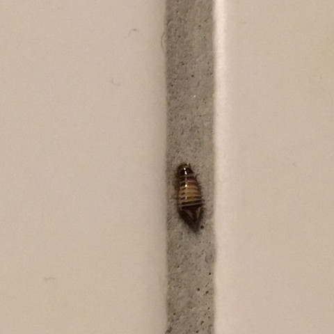 Was für ein Insekt ist das (Badezimmer)?