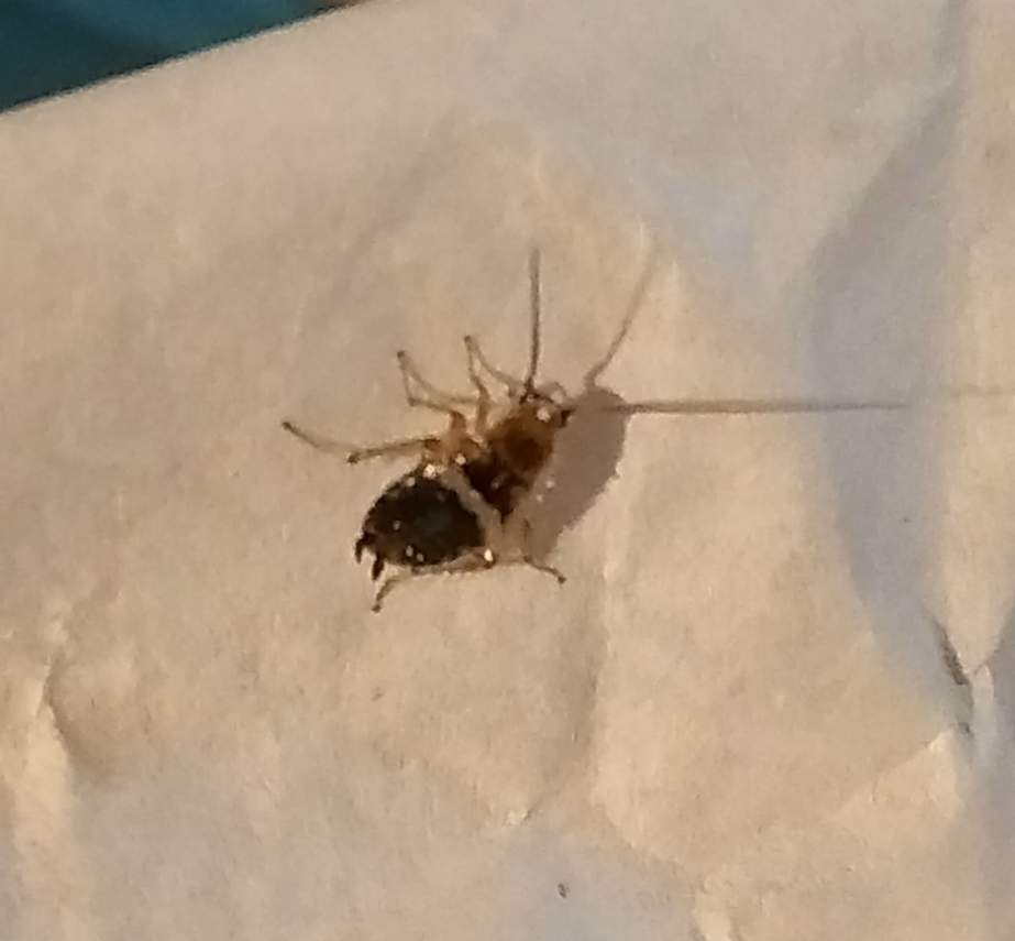 Was für ein Insekt ist das genau? Schabenart? (Insekten, Ungeziefer)