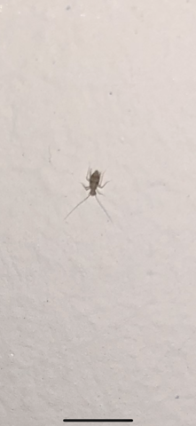 Was für ein Insekt ist das in meiner Wohnung (siehe Bild)?