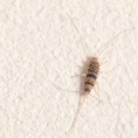 Eine Nahaufnahme des Insekts - (Biologie, Haus, Insekten)