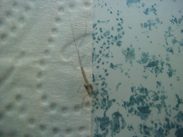 Bild 1 - (Tiere, Garten, Sommer)