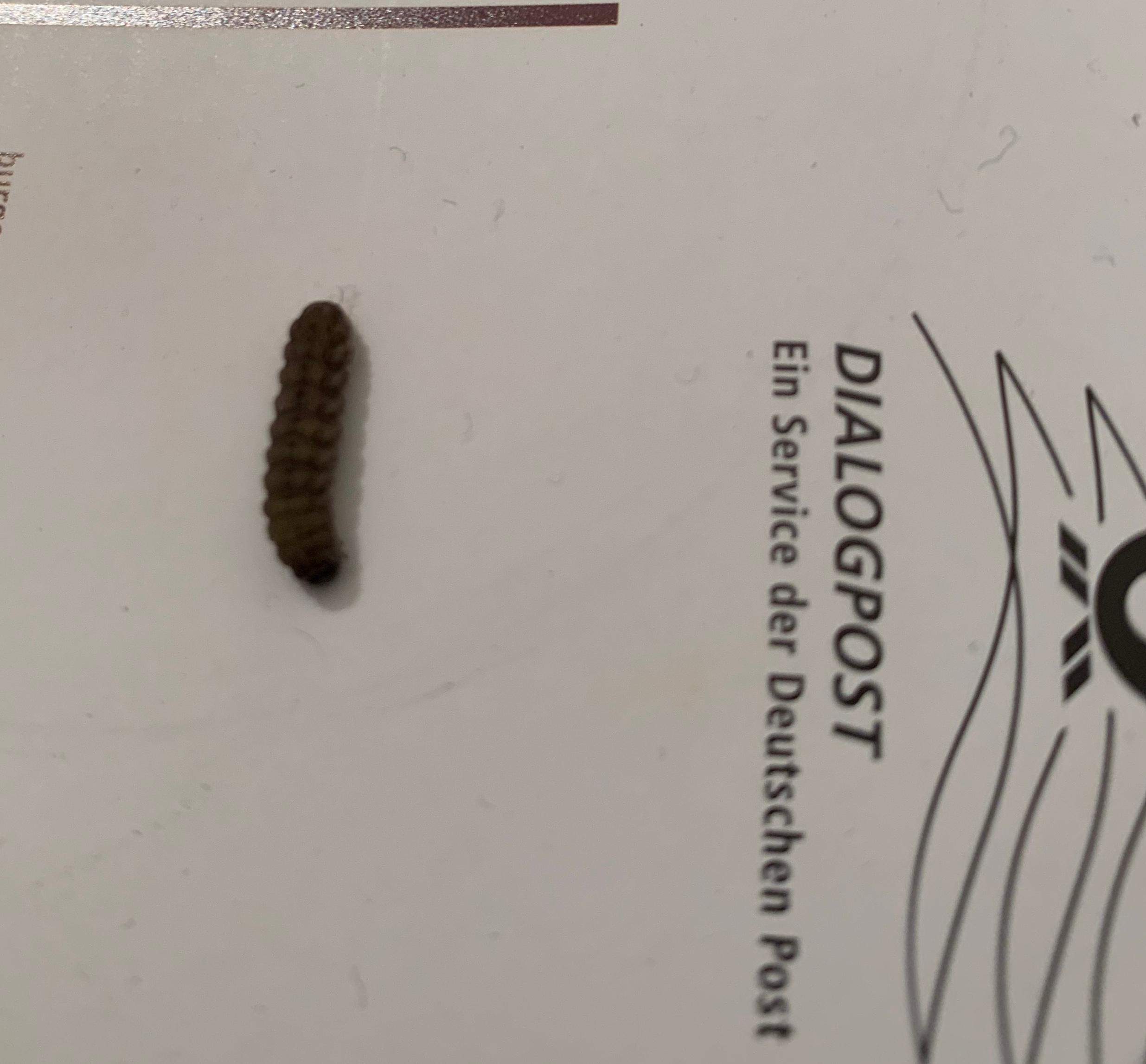 Was für ein Insekt/ Wurm ist das? (Haustiere, Insekten, Käfer)