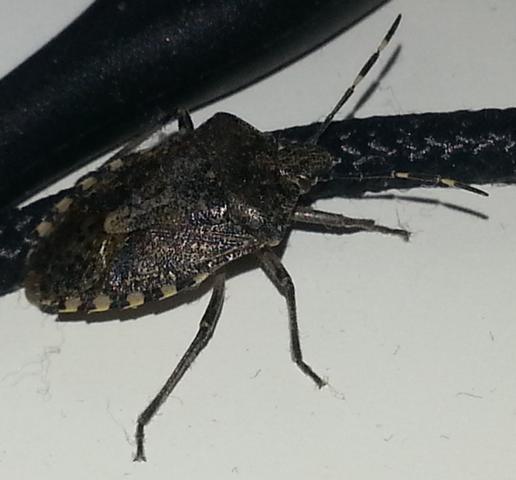 Insekt - (Biologie, Insekten, Käfer)
