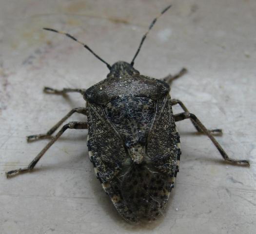 Was für ein Käfer ist das, kann der Schaden anrichten? (Biologie
