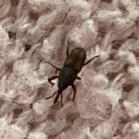 Was für ein Käfer ist das?