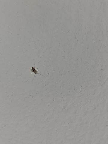 Was für ein Käfer ist das?
