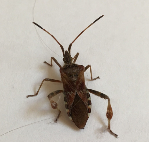 Käfer mit langen fühlern in der wohnung Käfer mit langen fühlern in der wohnung