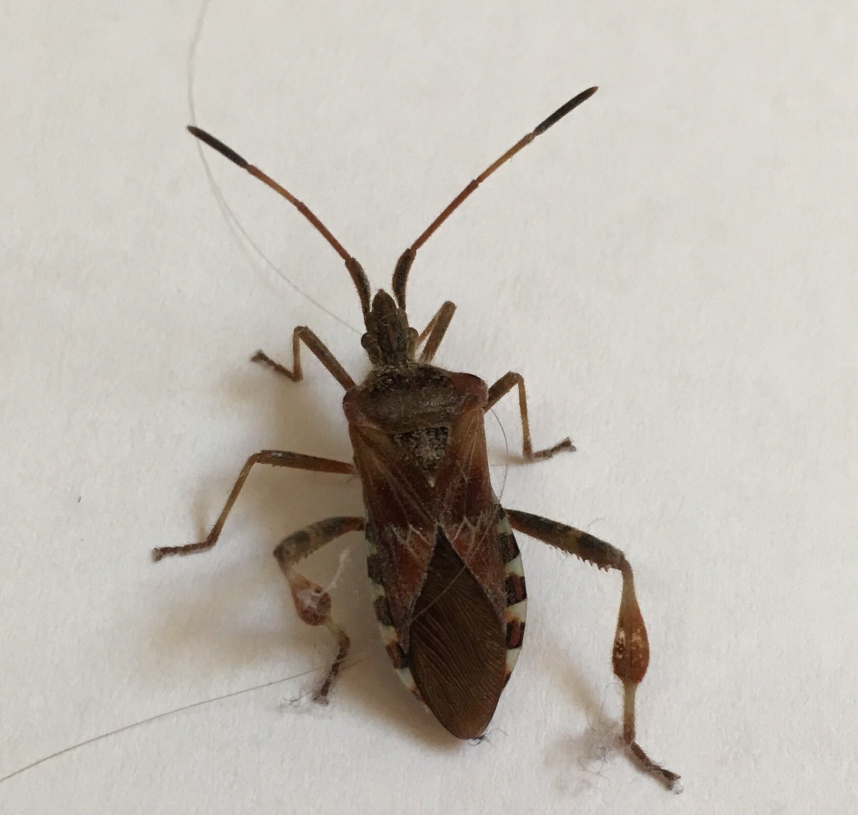 Was für ein Käfer ist das hier auf dem Foto? (Insekten, erkennung)