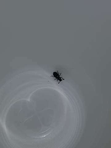 Was für ein Käfer ist das und woher kommt er?
