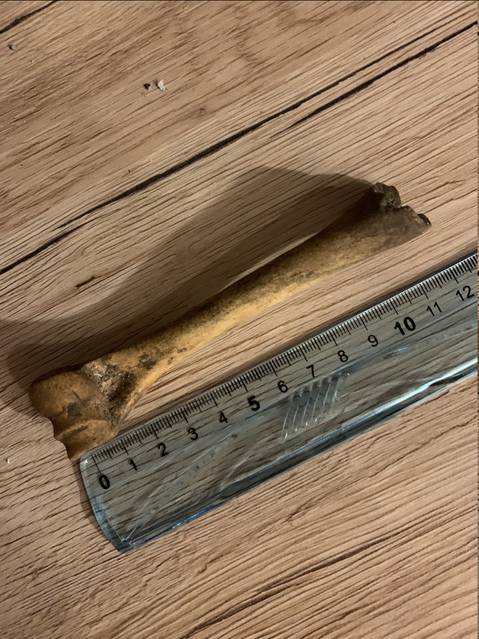 Was für ein Knochen ist das genau? (Medizin, Archäologie)