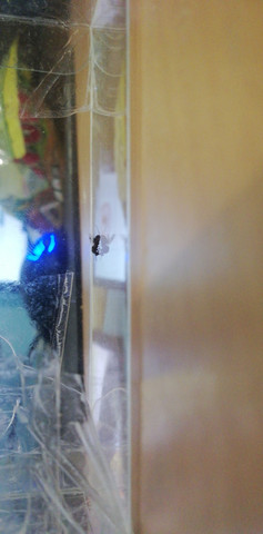 Was für ein lästiges insekt ist das? (Insekten, Käfer)