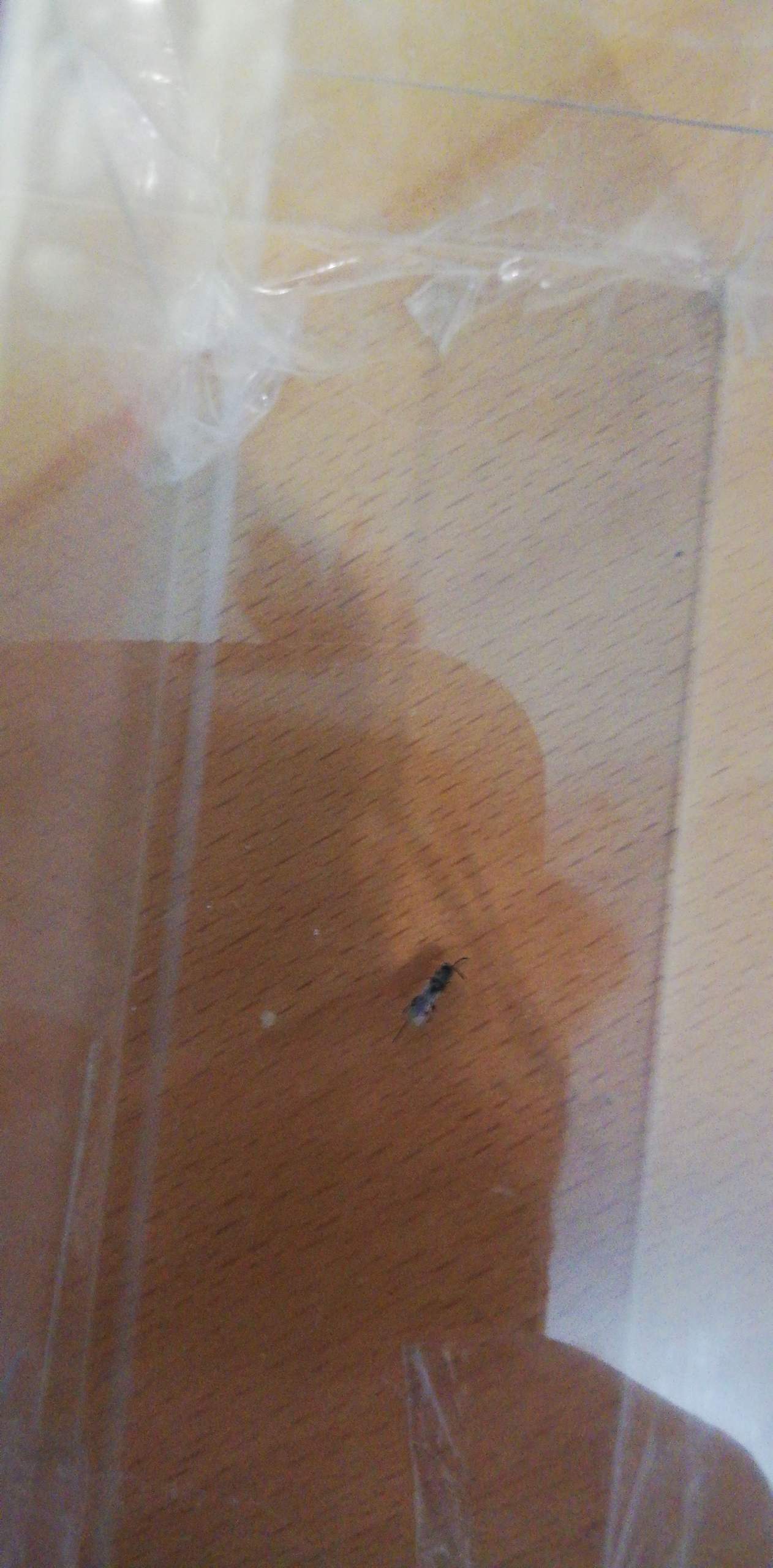 Was für ein lästiges insekt ist das? (Insekten, Käfer)