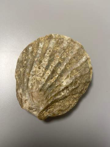 Was für ein Muschel Fossil ist das?