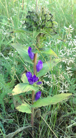 lila - (Pflanzen, Natur, Botanik)