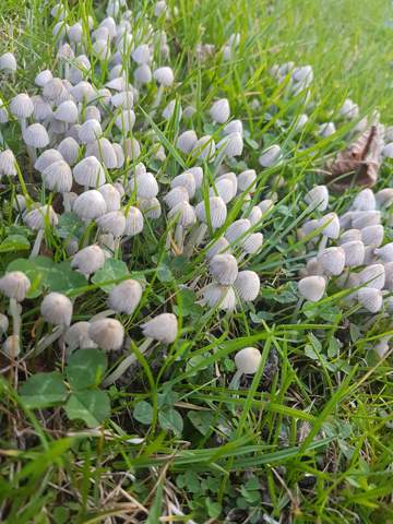 Was Fur Ein Pilz Ist Das Im Garten Fotographiert Pilze