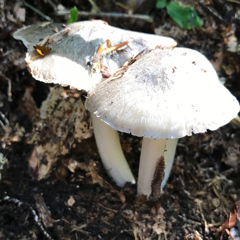 Kennt jemand diesen Pilz? - (Wald, Pilze, Pilze sammeln)