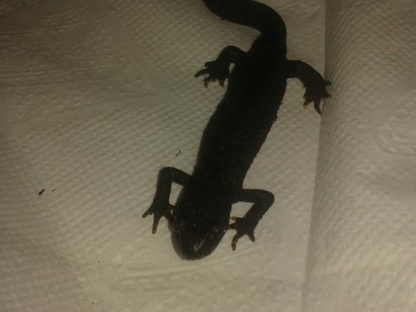 Bild 3 - (Molch, Salamander)