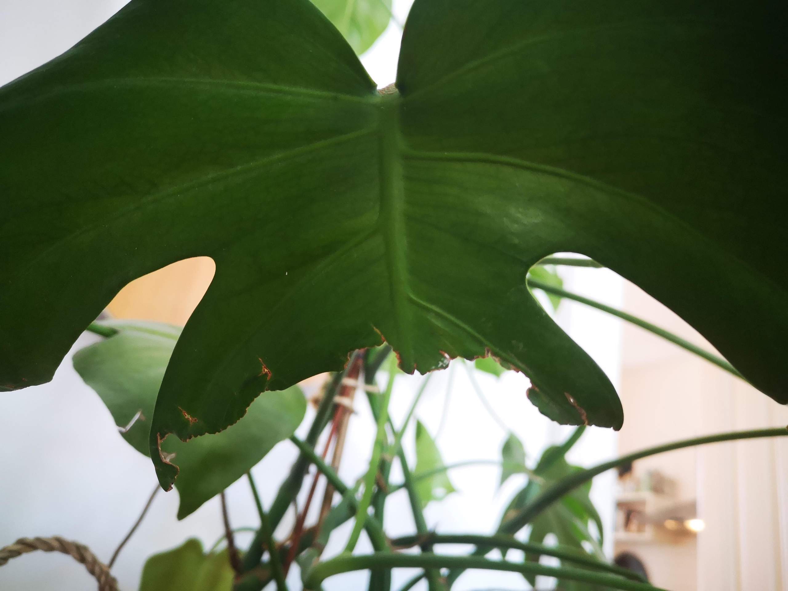 philodendron pastazanum x plowmanii Philodendron Plowmanii | Houseplants main image 1