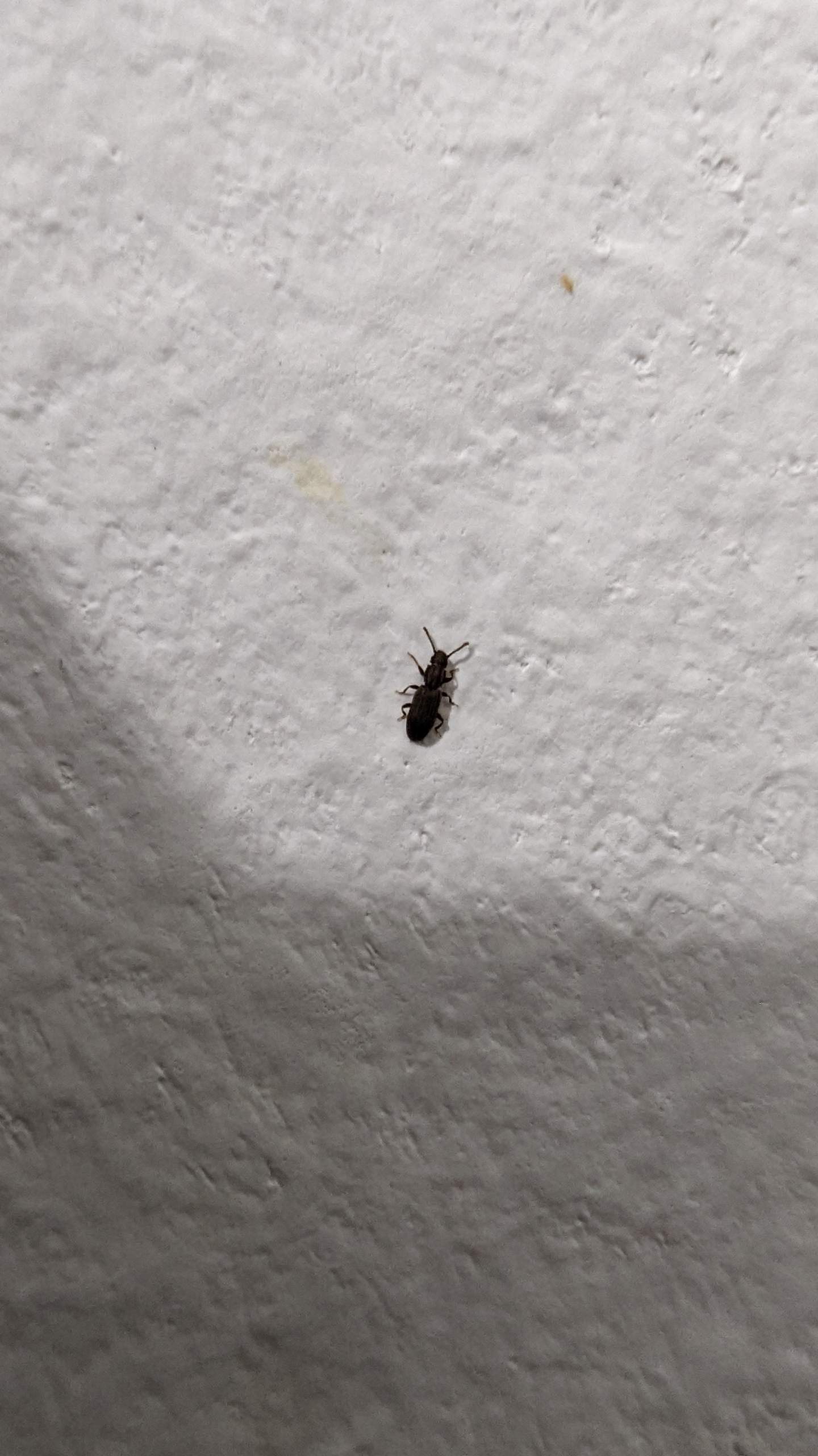 Was für ein Schädling ist das? (Küche, Insekten, Schädlinge)