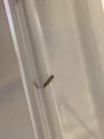 Was für ein Schädling ist das auf dem Foto?