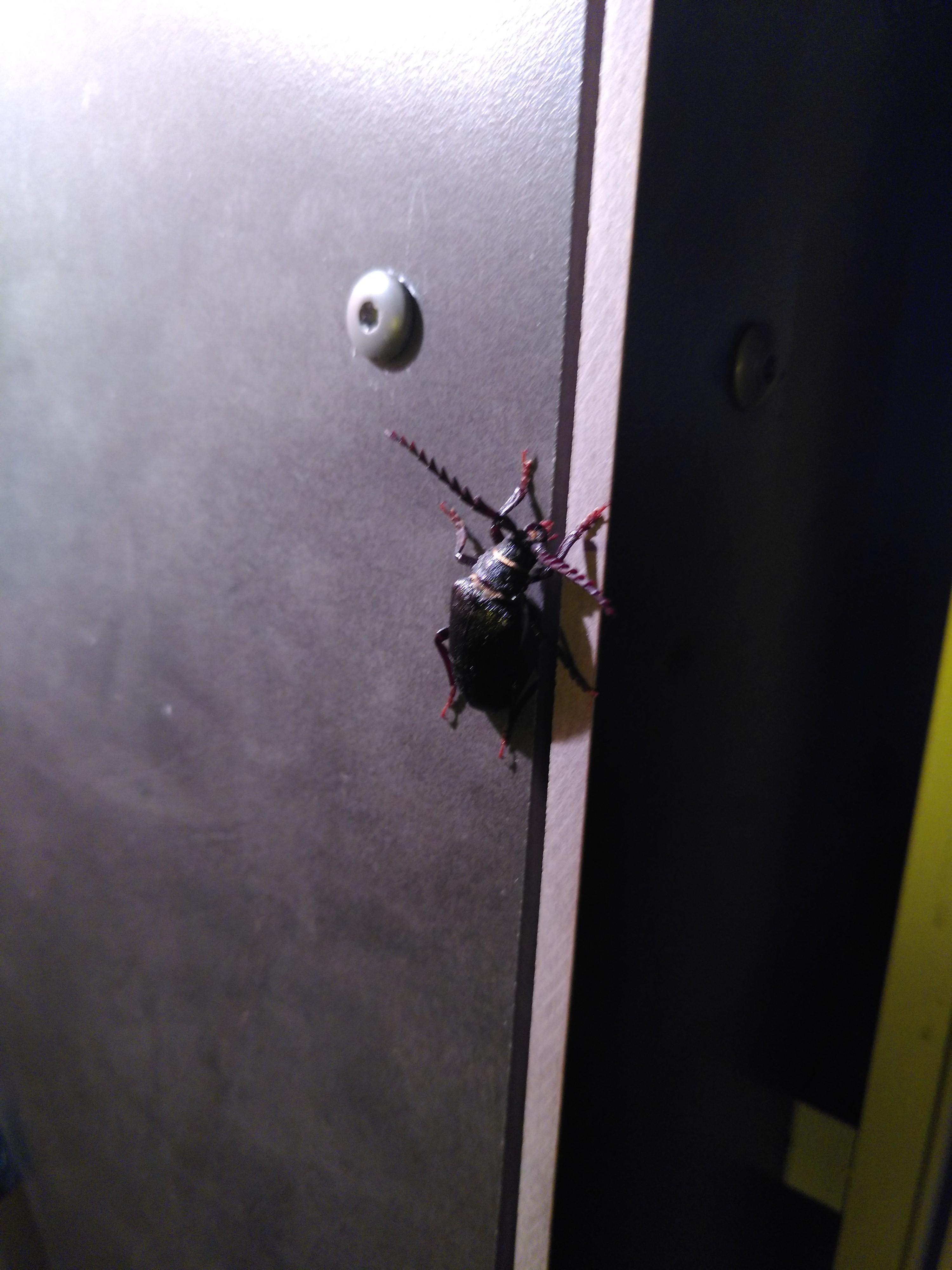 Was für ein schwarzer Käfer ist das? (Tiere, Insekten)