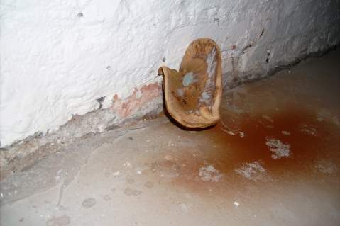 Was für ein seltsamer großer Pilz ist das,der tatsächlich im Keller aus