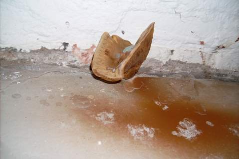 Was für ein seltsamer großer Pilz ist das,der tatsächlich im Keller aus