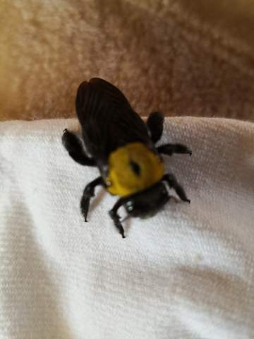 Was Fur Ein Spezies Ist Das Tiere Insekten