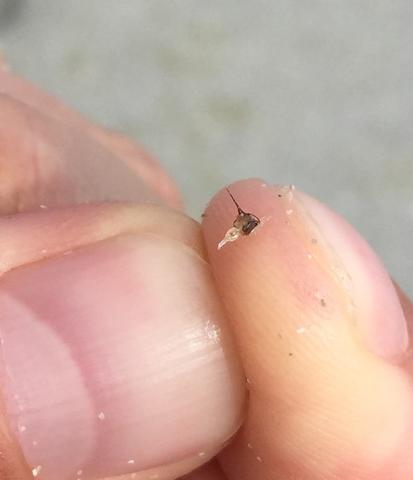 Was für ein Stachel ist das? Wer hat mich gestochen? (Tiere, Medizin, Arzt)