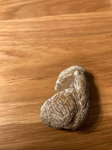 Was für ein Stein ist das, den ich an der Ostsee gefunden habe?