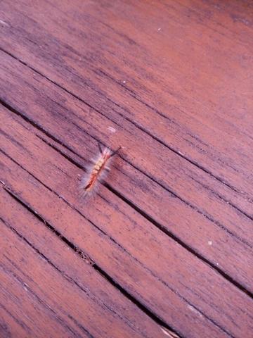 Was ist das? - (Tiere, Insekten)