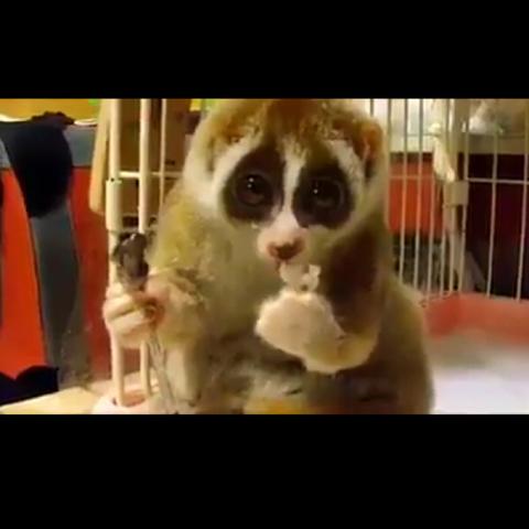 Ist es ein lemur?  - (Baby, glubschaugen, lemur)