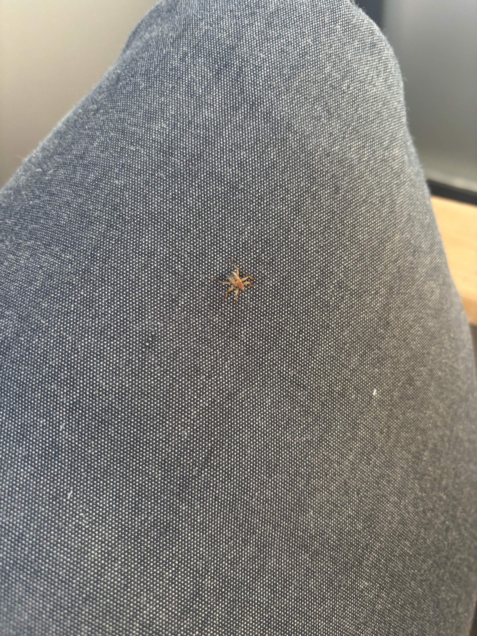 Was für ein Tier ist das? (Insekten, Schädlinge, Ungeziefer)