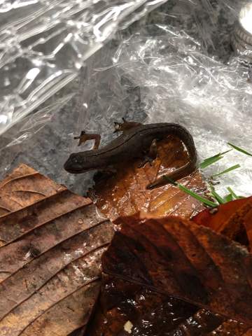 Was für ein Tier ist das? (Tiere, Natur)